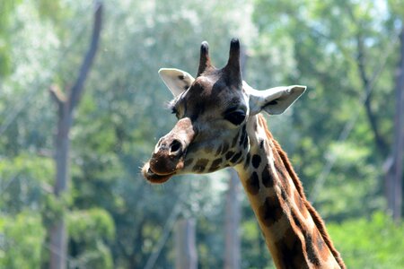 Savanna catwalk wild animal