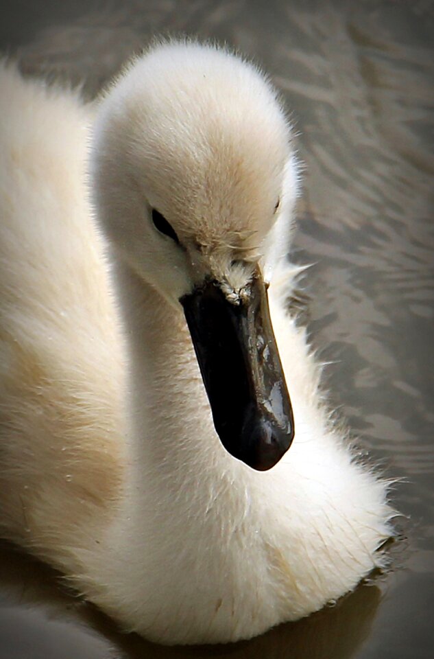 Water bird cute plumage