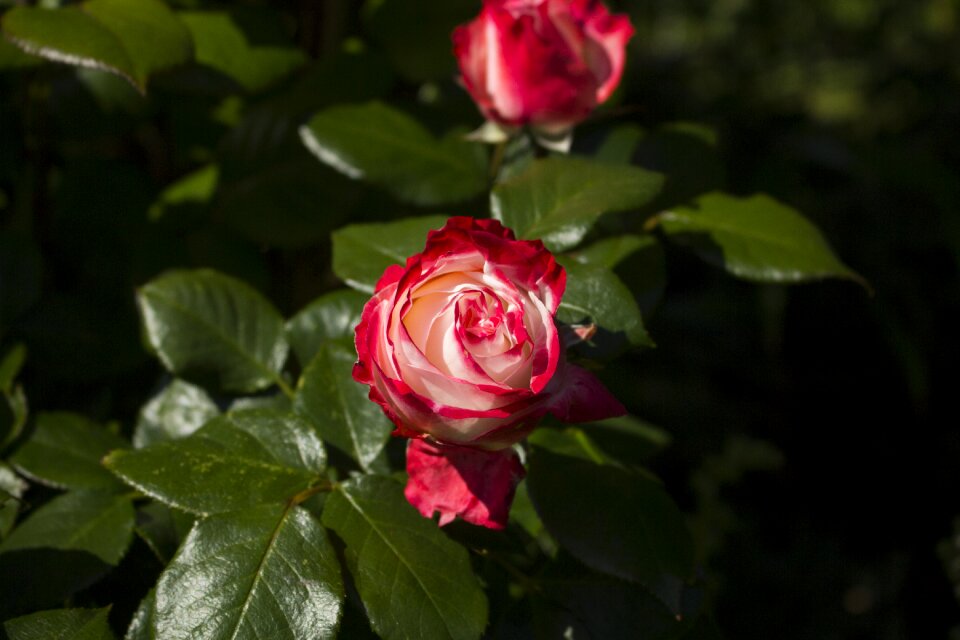 Rose blooms red rose garden rose