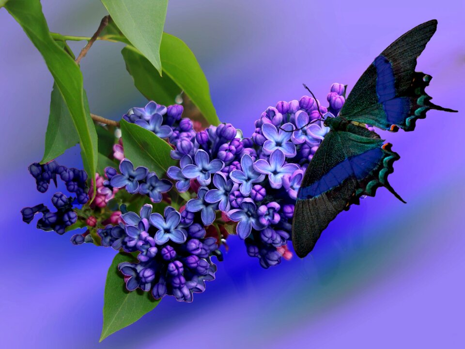 Purple garden lilac branch