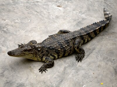 Dangerous predator crocodile photo