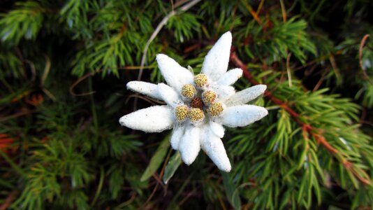 Summer mountain mountain flora mountain nature photo