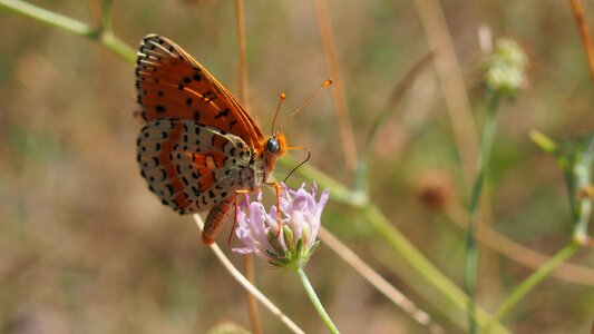 Macro nature provence