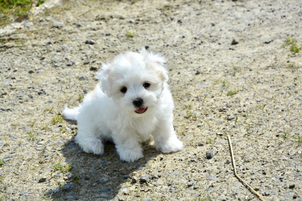Petit animal white dog