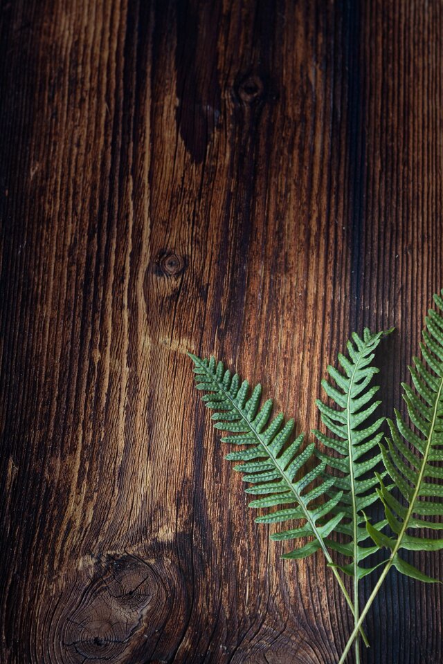 Plant wood brown