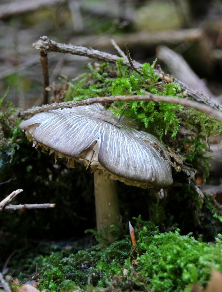 Mushroom forest moss