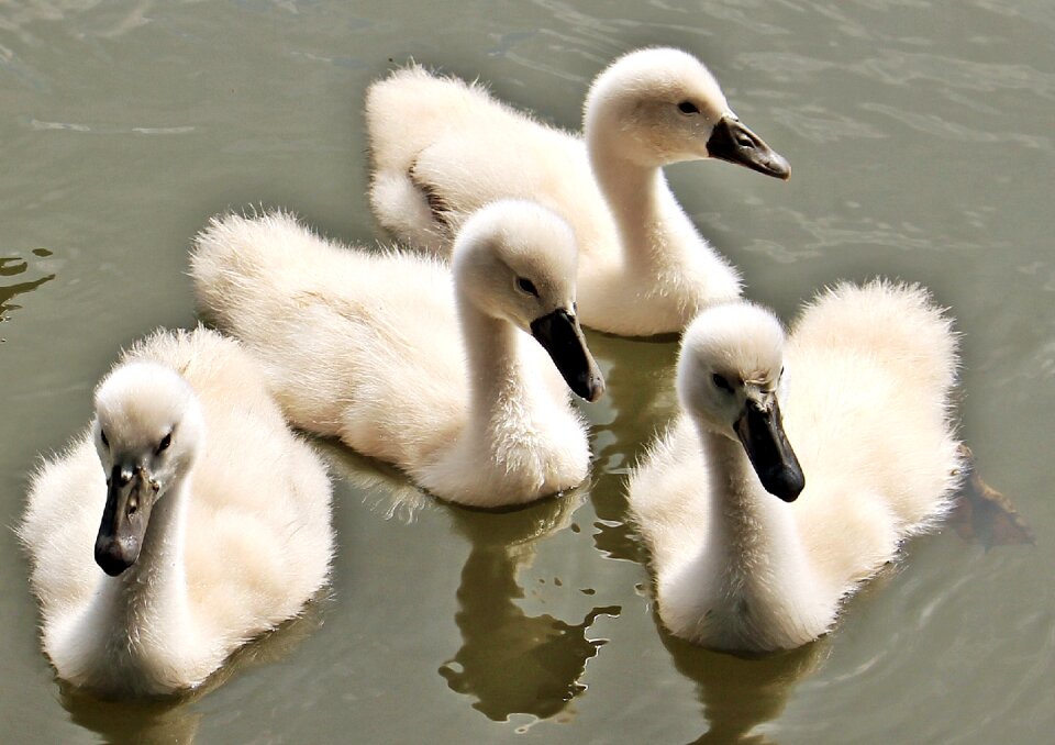 Water water bird cute