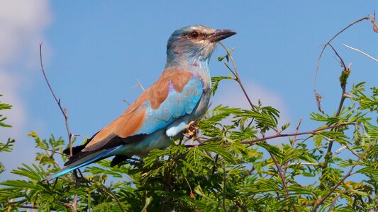Africa lilac-breasted colorful