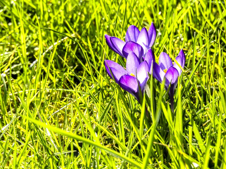 Bloom plant nature