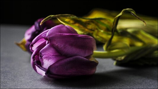 Flowers plant overblown
