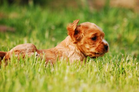 Dog doggy puppy