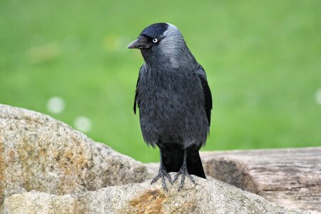 Blue eye corvidae corvus monedula photo