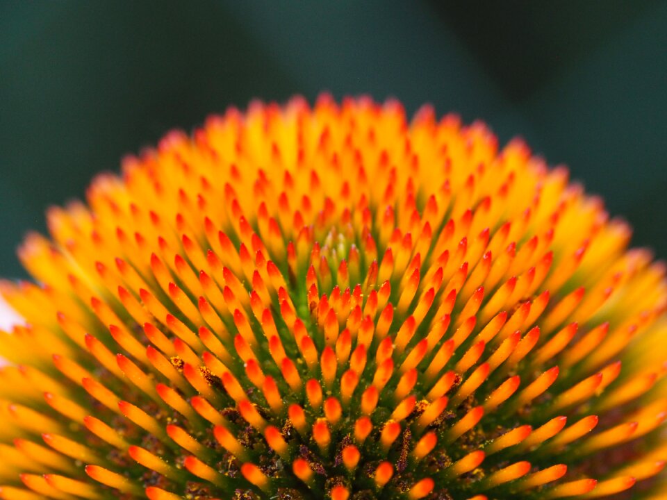 Garden nature blossom