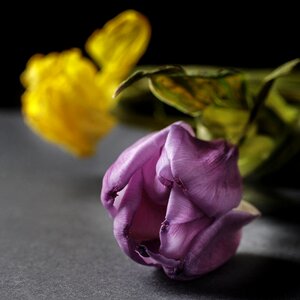 Flowers plant overblown