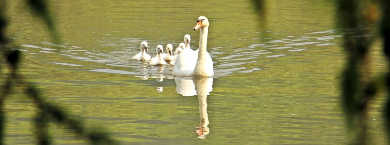 Baby swans family water