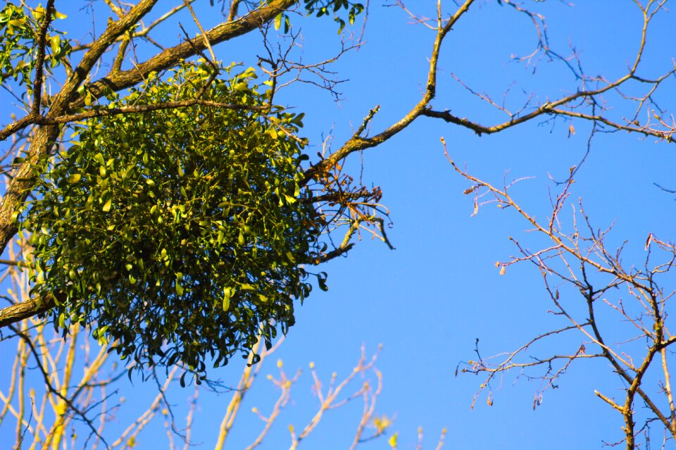 Parasite leaves spring