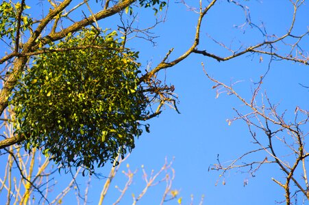 Parasite leaves spring