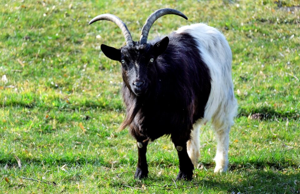 Horned livestock zoo
