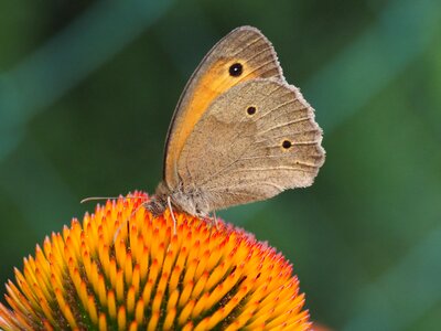 Nature insect flowers photo