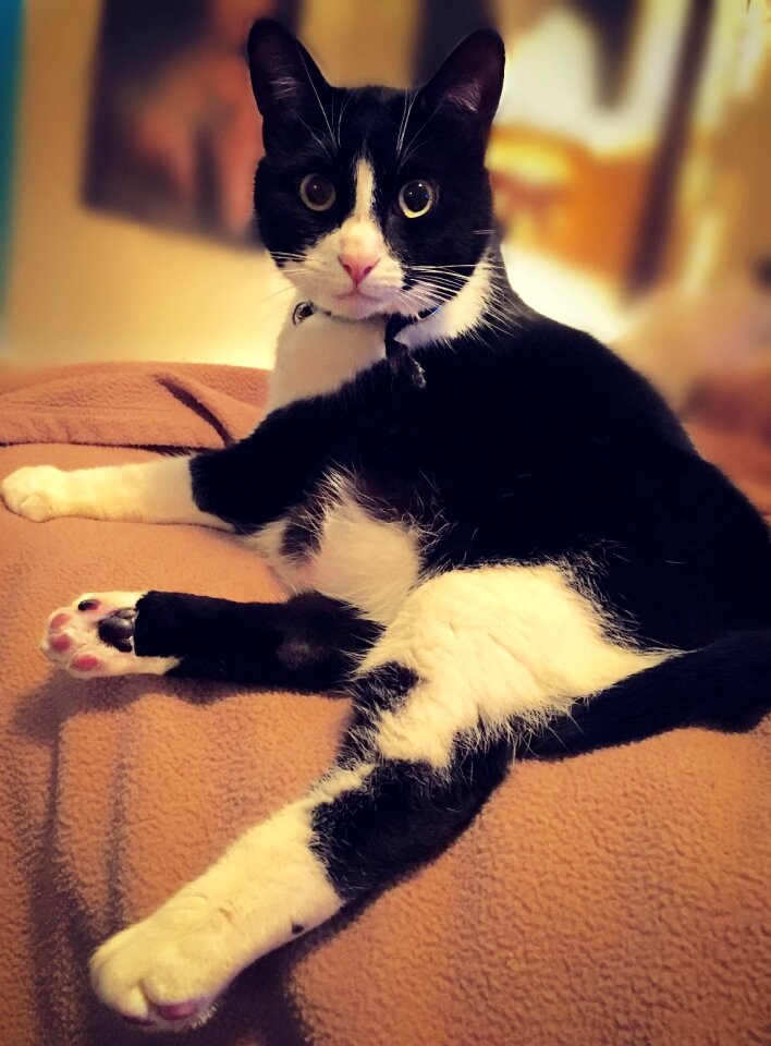 Adorable eyes relax