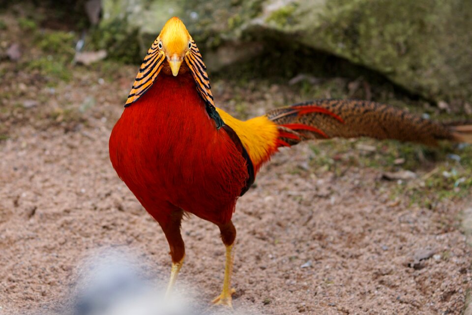 Species plumage animal world