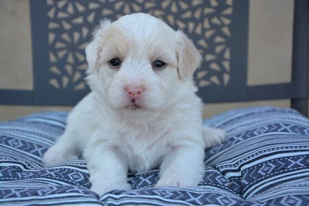 Animal petit soft