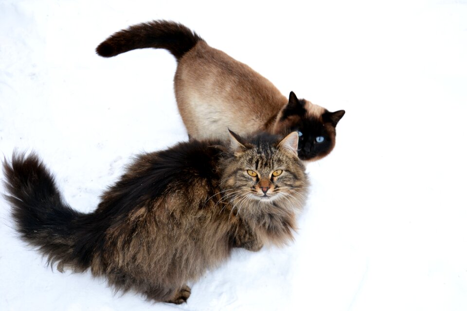 Siamese cat blue eyes friends