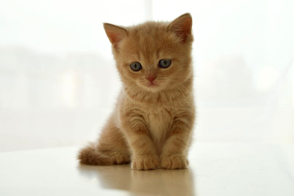 Cute cat sweet