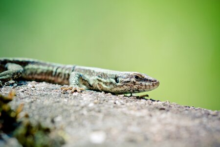 Lizard schuppenkriechtier shed lizard