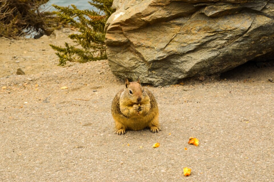 Animal wild animal squirrel