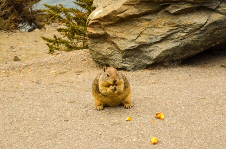 Animal wild animal squirrel