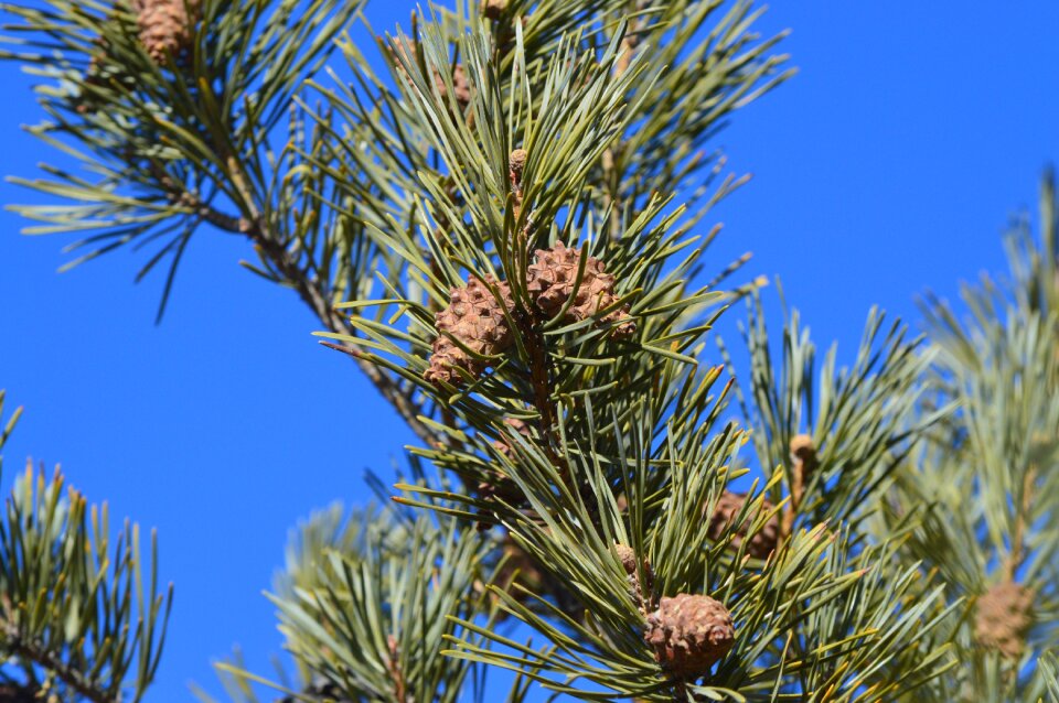 Trees nature blue sky