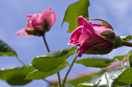 Sky pink rose flower photo