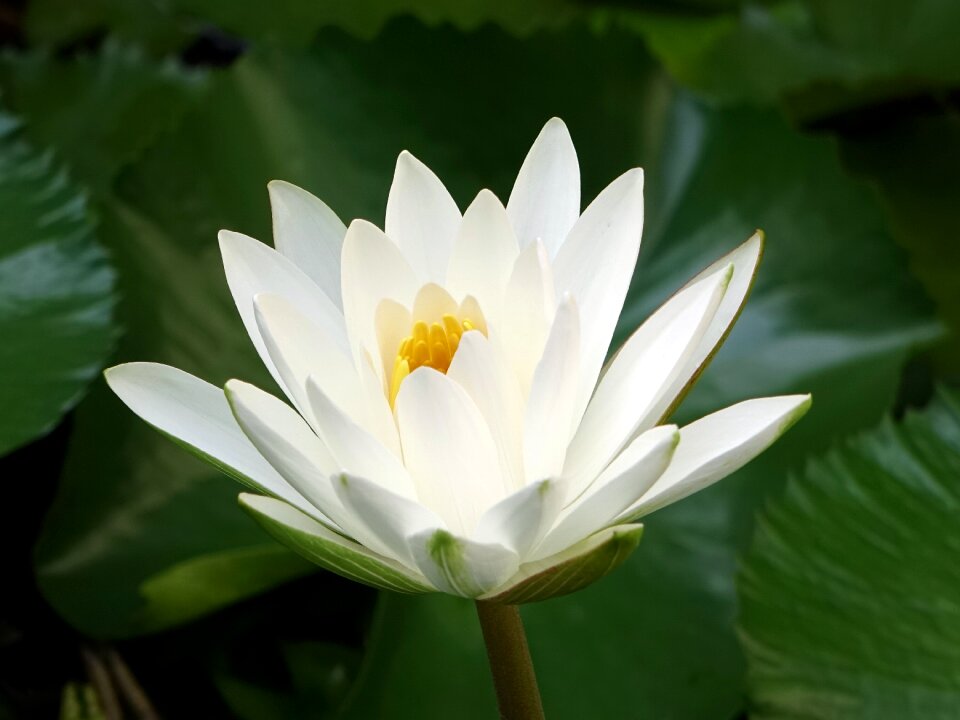 Lotus white 蓮 flower the flowers open in the evening