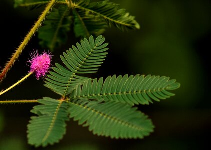 Bloom pink leaf photo
