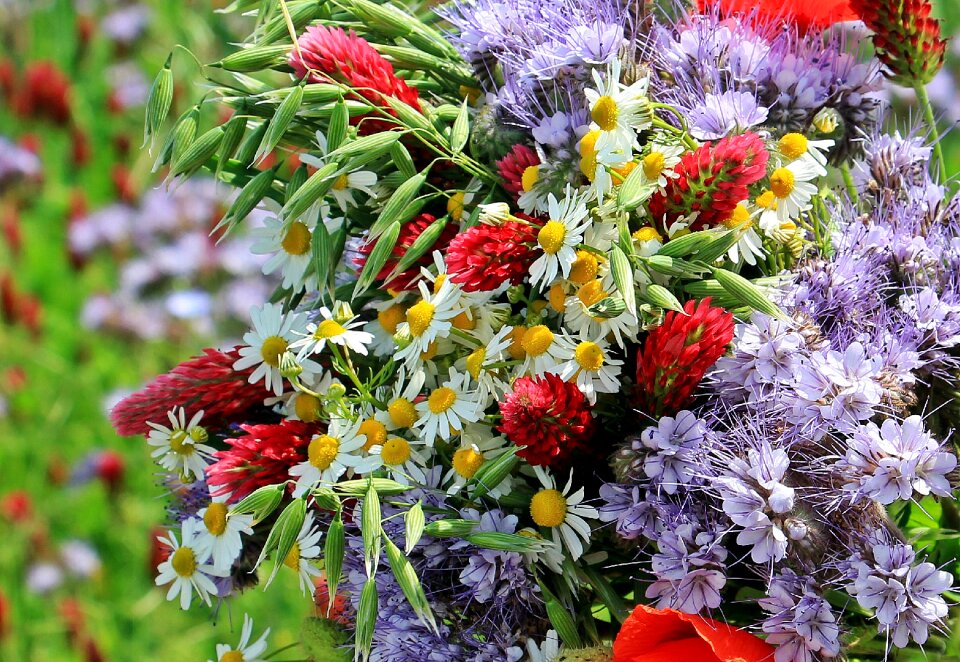 Colorful nature spring