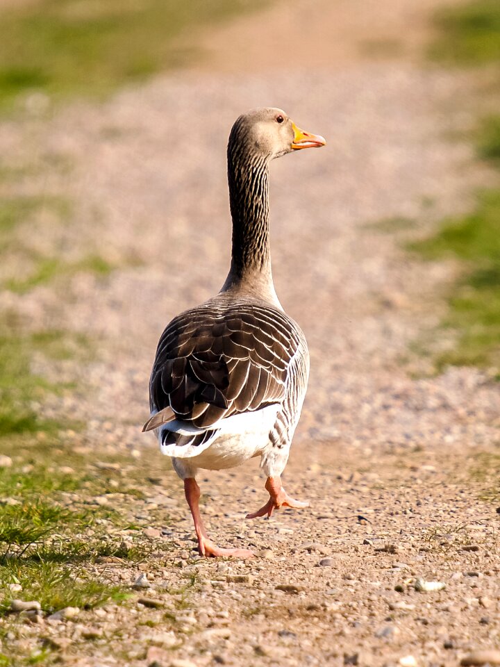 Water bird nature animal