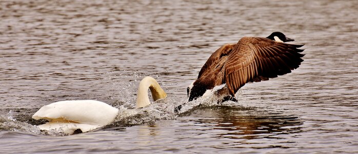 Argue animal world feather
