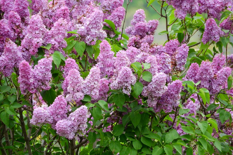 Bush purple flowers ornamental shrubs photo