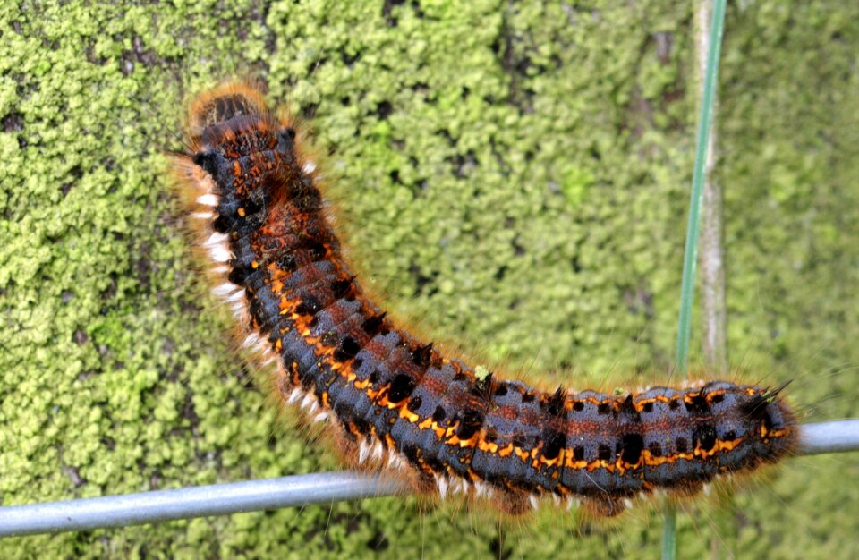 Hairy animal spring