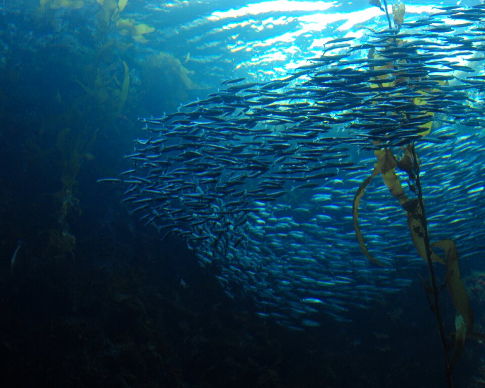Underwater ocean sea
