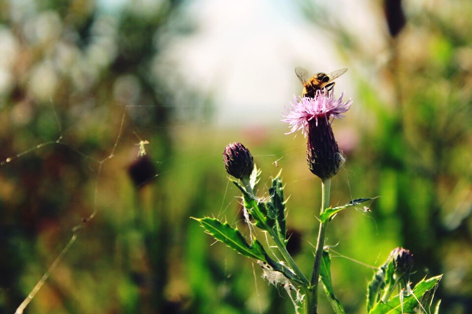 Plant animal flying