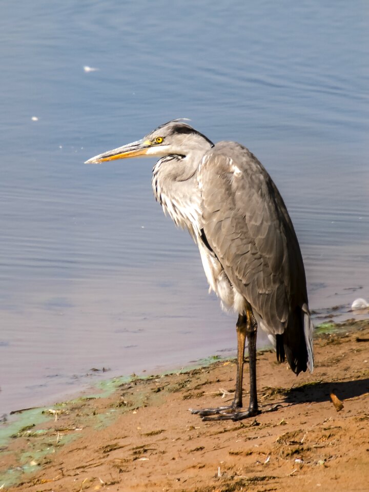 Water bird nature animal