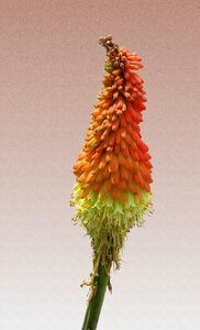 Blossom bloom orange flowers