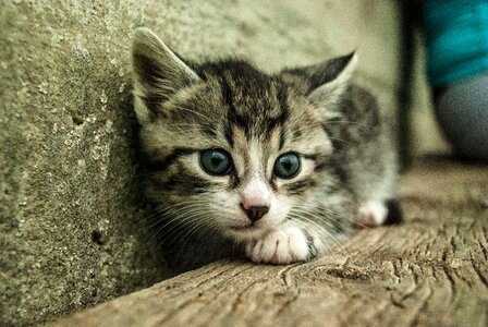 Domestic white cute