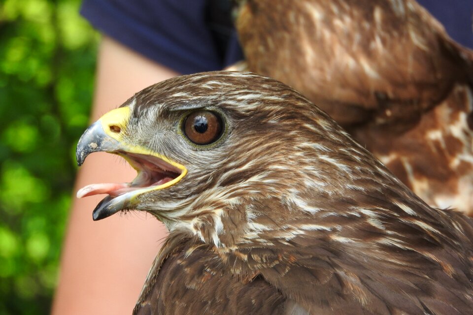 Wild predator falconry