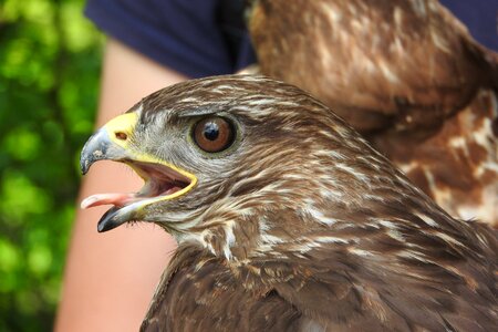 Wild predator falconry