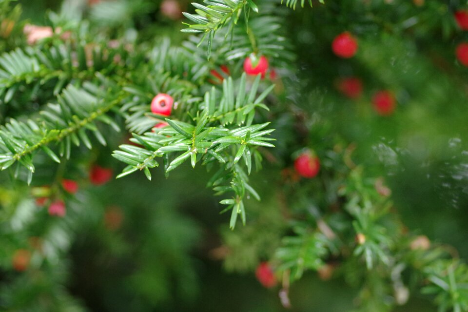 Pine christmas real