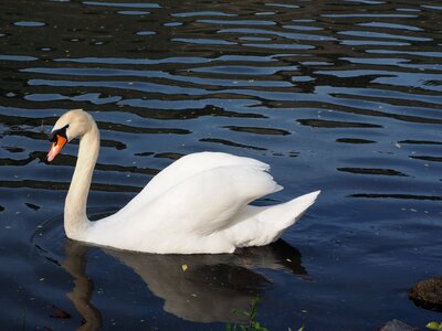 White mosel river photo