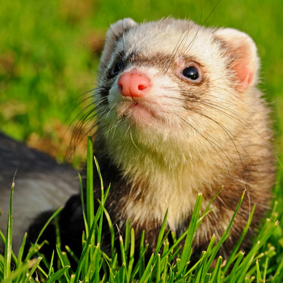 Animal grass close up